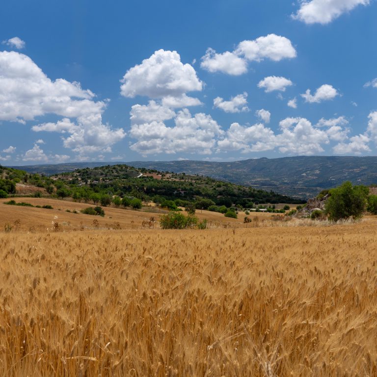 Cyprus wheat field view